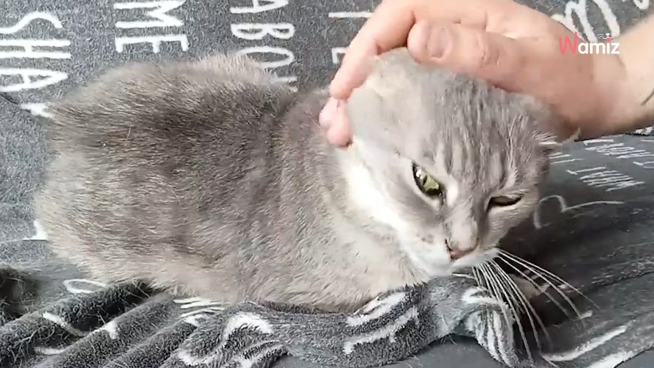 Abandonnée à 11 ans à l'arrivée d'un nouveau chien, cette chatte câline recherche une famille douce et calme