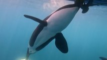 Un estudio revela el motivo de los ataques de orcas a embarcaciones (y no es lo que te esperabas)