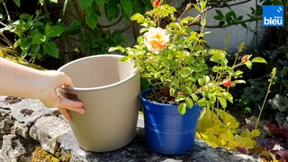 Roland Motte, jardinier : plantez des rosiers en pot