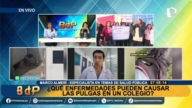 ¡Atención padres de familia!: ¿Qué enfermedades pueden causar las pulgas en los niños?