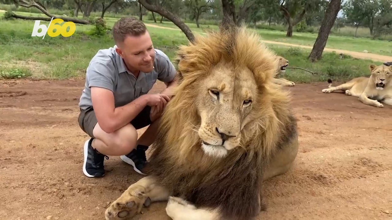 This Lion and Human Are Friends For Life! video Dailymotion