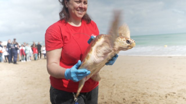«C'est un record de remises à l'eau» : 65 tortues soignées ont retrouvé l'océan à l'Île de Ré