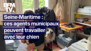 Seine-Maritime: ces agents municipaux peuvent amener leur chien au travail