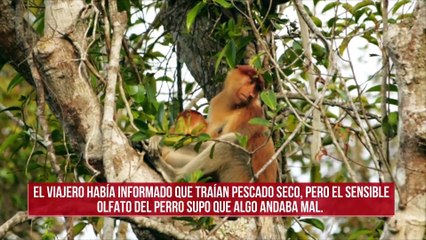 Exigen una investigación sobre el transporte de monos momificados