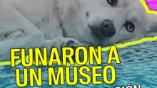 Funaron a un museo por esta exhibición con perros