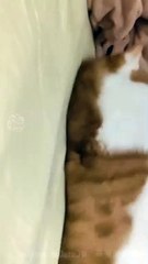 johny_johny__#animal_#funnyvideo_#1millionviews_#cats__#1000subscriber_#adventure(720p)