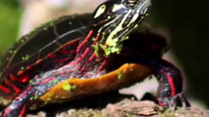 Animal facts to make you sound s mart