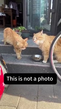 Le premier qui bouge a perdu... bataille de chats