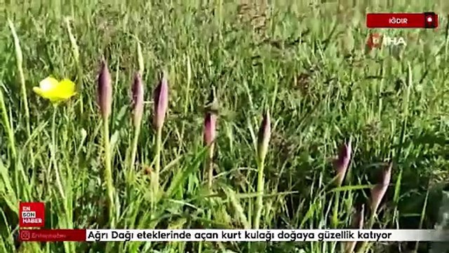 Ağrı Dağı eteklerinde açan kurt kulağı doğaya güzellik katıyor