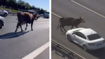 Avcılar'da TEM Otoyolu'na giren inekler trafiği altüst etti