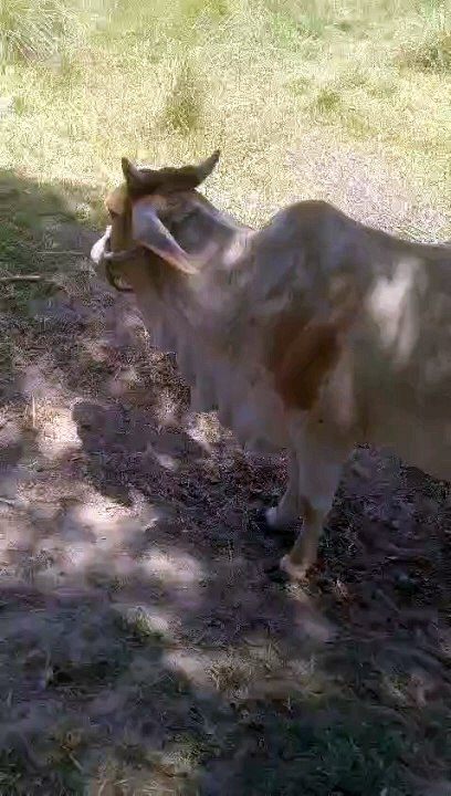 Cow video