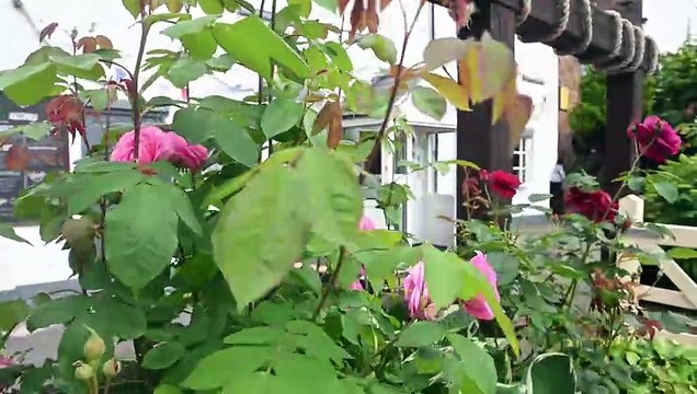 One of the best riverside Beer Gardens in Shropshire.