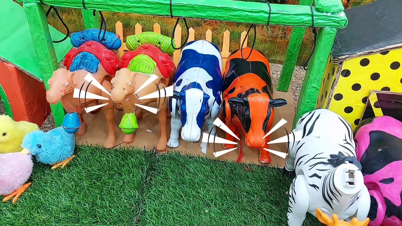 Cow Fun Video #7