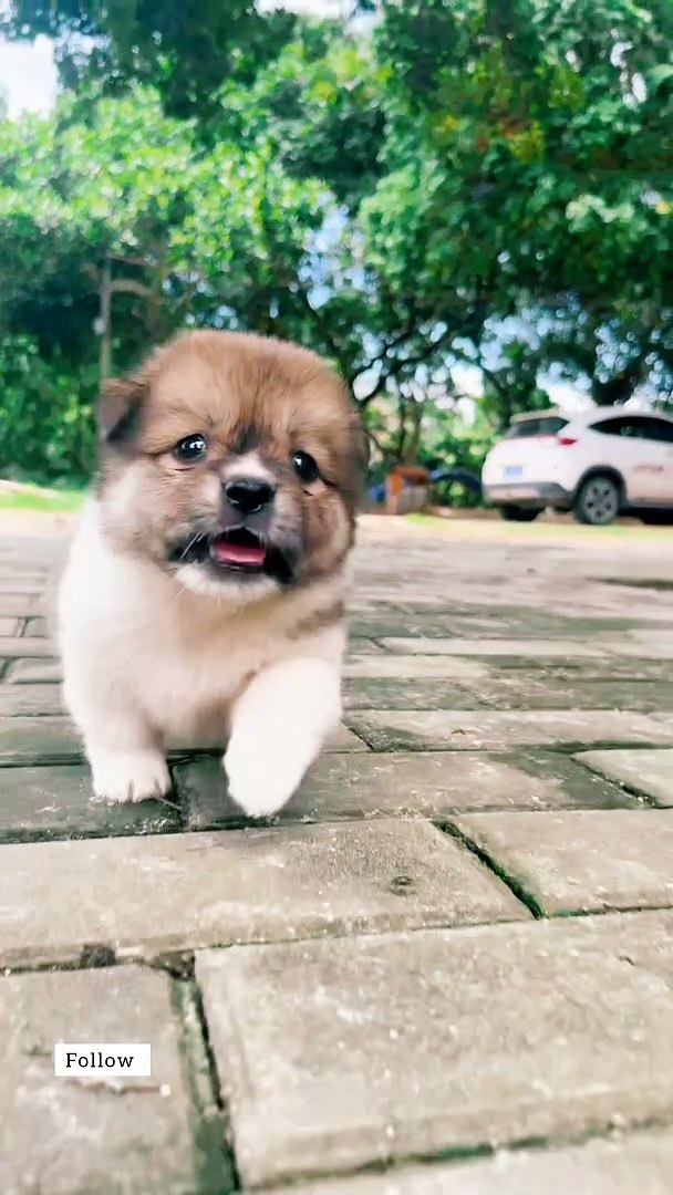 ⁣Gorgeous Puppy Running #puppy #running #playing