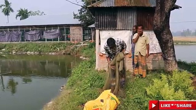 Cast Net Fishing Lot Of Big Fish Hunting By Cast Net Net Fishing in The Village