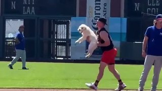 ¡Harley, el perro de Matt Chapman, interrumpió la practica de los Filis!