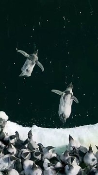 L'audacieux plongeon des jeunes manchots empereurs : une scène rare capturée par NatGeo !