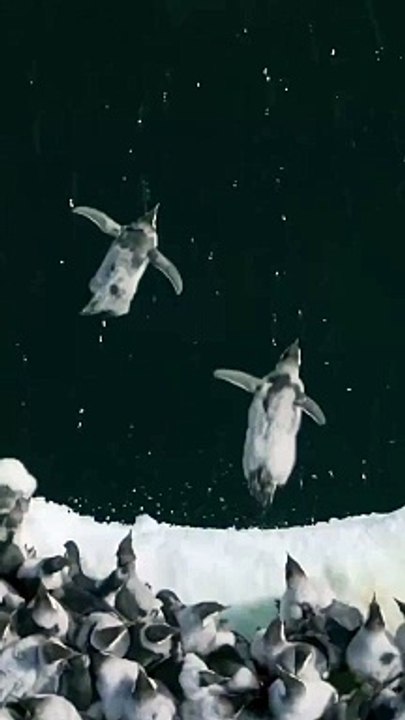 L'audacieux plongeon des jeunes manchots empereurs : une scène rare capturée par NatGeo !