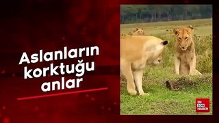 Aslanların korktuğu anlar