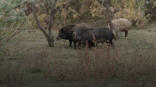 Scientists Warn Invasive Feral Pigs Pose a Threat to the US