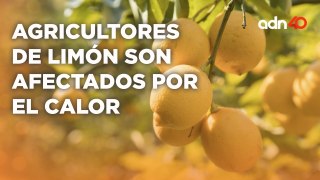 Altas temperaturas causan afectaciones en cultivos de limón en Tecomán