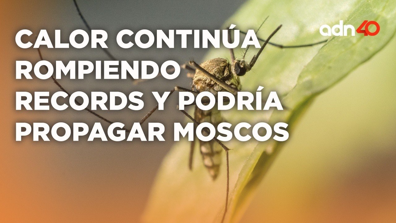 Moscos portadores de virus podrían propagarse p...
