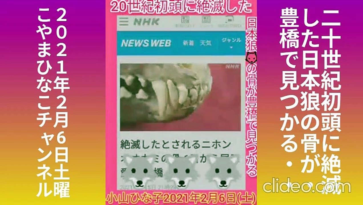二十世紀初頭に絶滅した日本狼の骨が豊橋で見つかる-令和3(2021)年2月6日(土)こやま★ひなこﾁｬﾝﾈﾙclideo元原版
