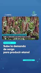 Sube la demanda de sorgo para producir etanol
