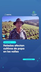 Heladas afectan cultivos de papa en los valles