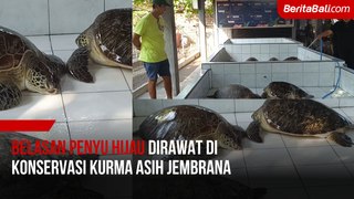 Belasan Penyu Hijau Dirawat di Konservasi Kurma Asih Jembrana