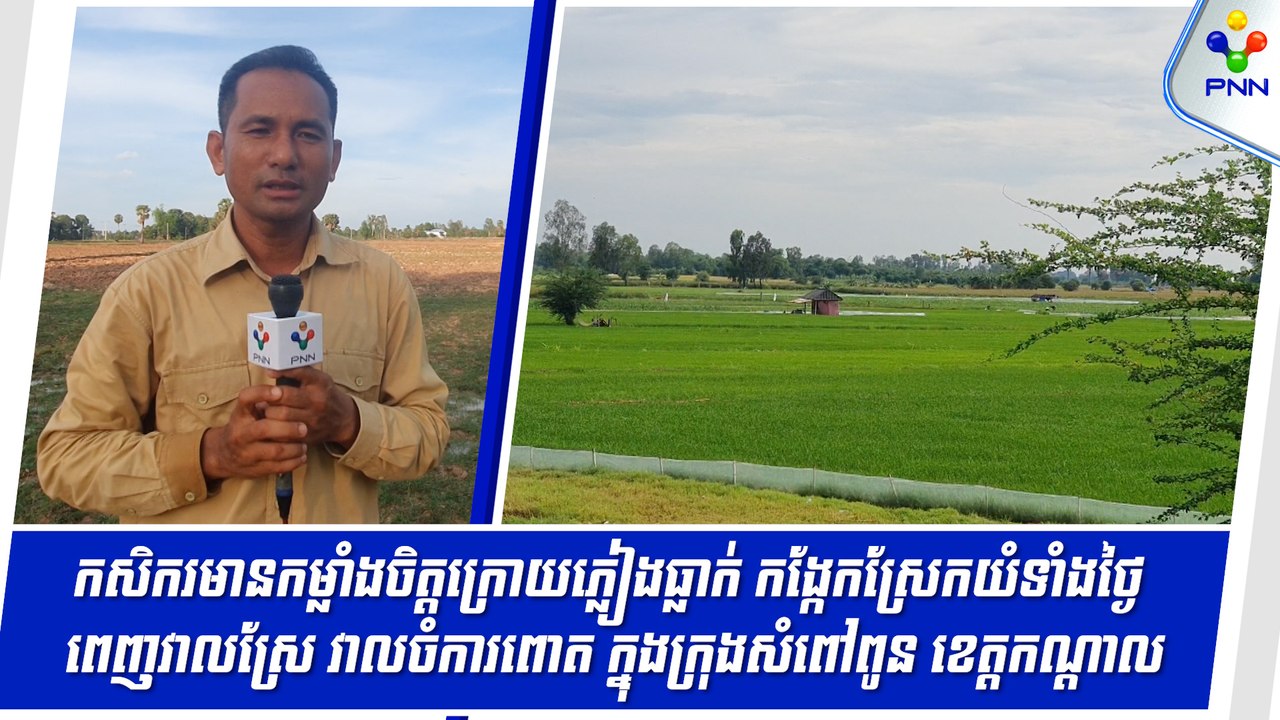 [30-05-24] កសិករមានកម្លាំងចិត្តក្រោយភ្លៀងធ្លាក់ កង្កែកស្រែកយំទាំងថ្ងៃពេញវាលស្រែ វាលចំការពោត ក្នុងក្រុងសំពៅពូន ខេត្តកណ្តាល