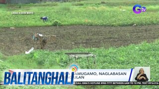 Sangkatutak na gamugamo, naglabasa matapos ang pag-ulan | Balitanghali