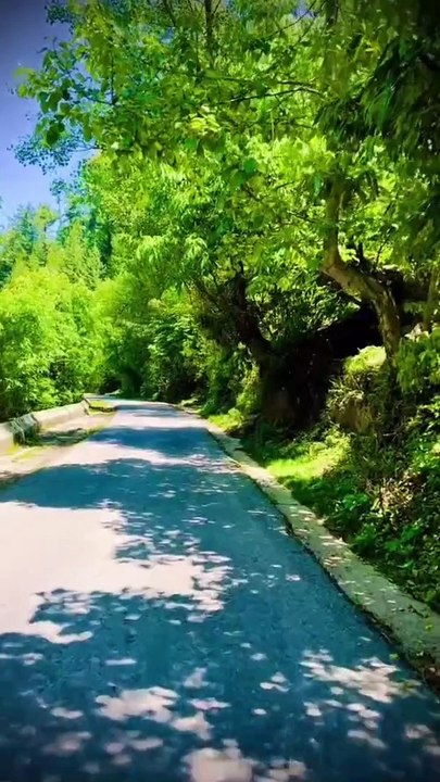 Beautiful seen green  view