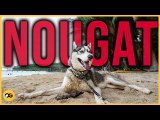 Nougat: The Wandering Husky of General Luna, Siargao | OG