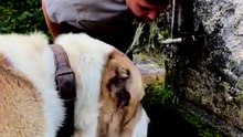 Central Asian Shepherd dog Height