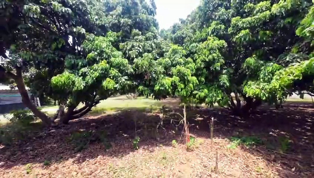 Augenblicke #thailand  #zeitraffer  #thailand2023  #ausgewandert  #auswanderung  #tiere