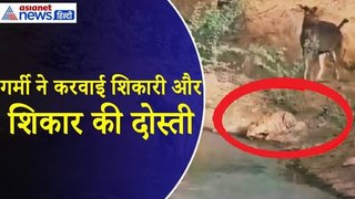 Rajasthan : 50 डिग्री पारा और प्यास ने करवा दी दोस्ती, एक ही घाट पर ऐसे दिखे शिकार और शिकारी