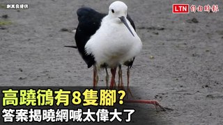 這隻高蹺鴴怎那麼多隻腳？ 答案揭曉網喊太偉大了（謝其良提供）