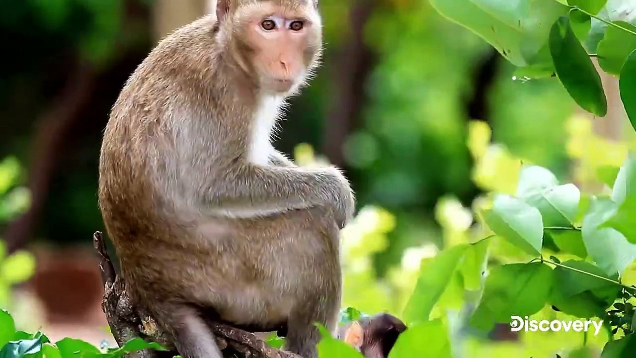 Expedition from Hell: The Lost Tapes Saison 1 - Official Trailer (EN)