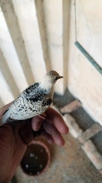 Funny video | diamond dove birds funny momment