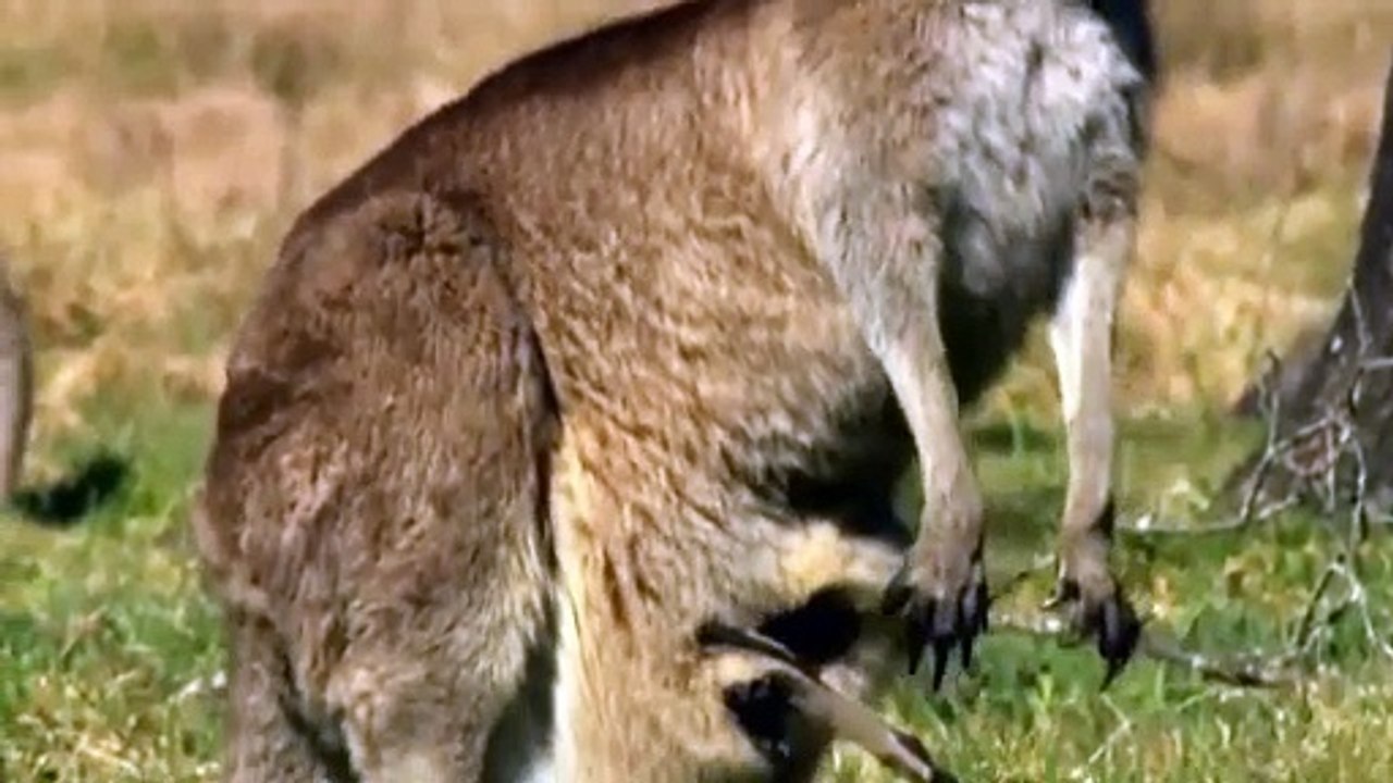 When the kangaroo stands