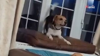 Beagle can't contain joy in his new home after rescue from laboratory (video)