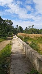Bulaklak ng Tambo tambo sa Ilog