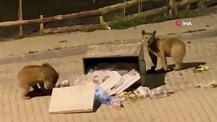 Sarıkamış’ta bozayılar sokaklarda cirit atıyor