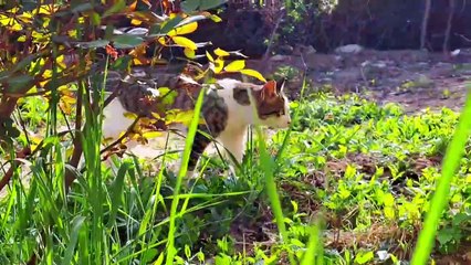 Male Cat and Pregnant Cat are friends