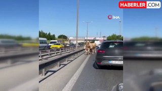 TEM Otoyoluna Çıkan İnekler Trafiği Tehlikeye Soktu