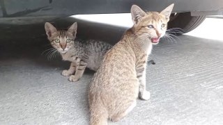 DANGER  approaching: MOM cat is VIGILANT.  .. Cat videos Meow Purr Cat sound cats.