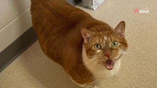 Obese cat abandoned by his family: Shelter staff create a programme to help him