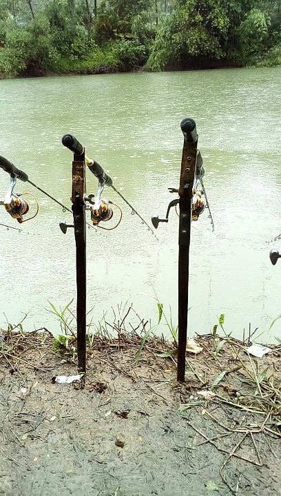 Ikan belanak