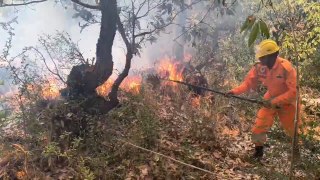 जंगलों में टूटा आग का रिकॉर्ड, भारी वन संपदा खाक, 4 साल में पहली बार 1000 से अधिक मामले
